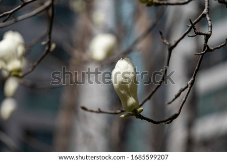 Magnolia tree in early spring with young flower buds.