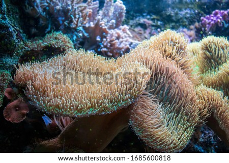 The beautiful actinia coral- a pretty background