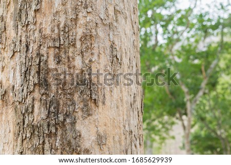 Teak Trees in Thailand precious hardwoods one of the last major areas of tropical forest in Asia