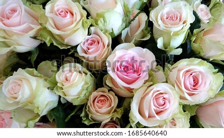 Top view pink and white roses in a vase, Beautiful fresh blossoming flowers roses, shop concept, Wedding decoration.