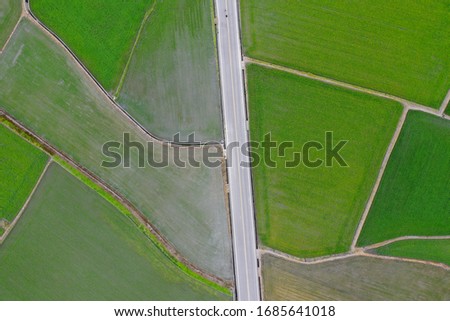 Rice fields in Chishang, Taitung