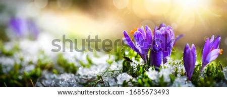 Crocus spring flower Growth In The Snow. Beautiful Floral wide panorama. Purple Crocus Iridaceae Royalty-Free Stock Photo #1685673493
