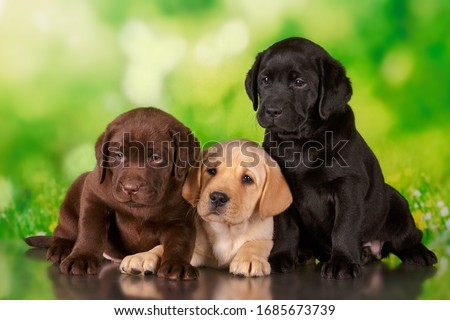 labrador three colour puppies black brown and yellow together Royalty-Free Stock Photo #1685673739