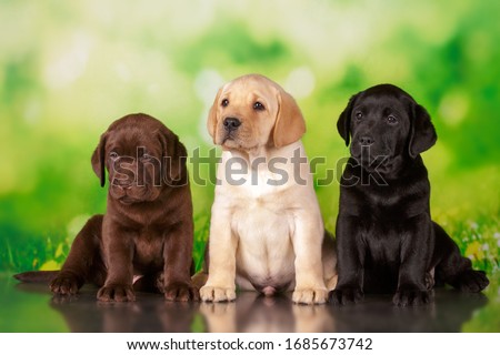 labrador three colour puppies black brown and yellow together Royalty-Free Stock Photo #1685673742