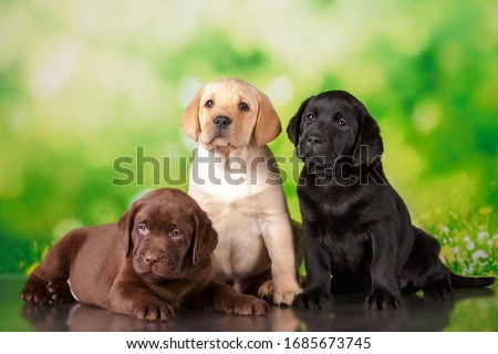 labrador three colour puppies black brown and yellow together Royalty-Free Stock Photo #1685673745