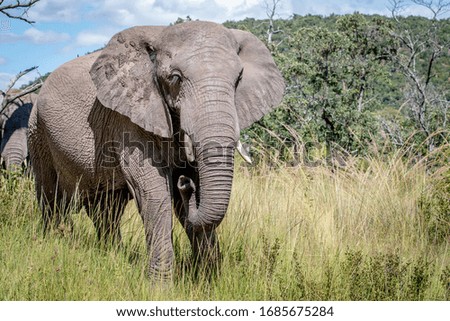 Female African elephant standing in the grass in the Welgevonden Game Reserve, South Africa.