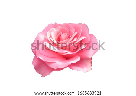 Bright pink rose isolated on white background.                                