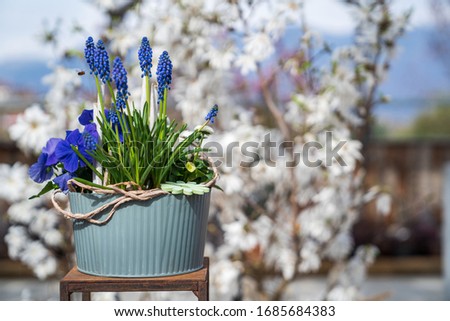 Compositions of spring flowers in decorative pots on a defocused background. garden center in Eppan an der Weinstrasse, northern Italy.
