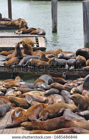 Seals sealions laying down near the ocean beach