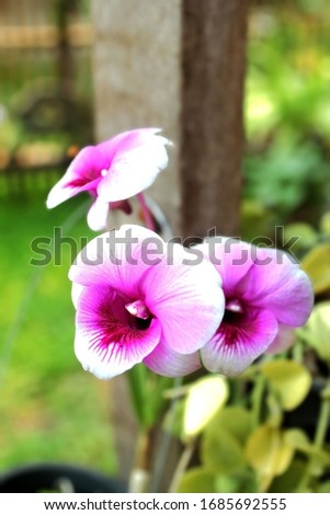 The beauty of purple orchids in the garden and makes the atmosphere in the garden feel fresh and happy.
