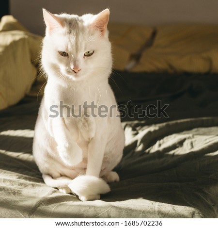 Vertical picture of amazing fluffy white cat sit alone and look down. Sun shines in room