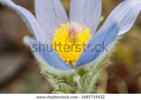 Close Up of blooming Pasqueflower. Fluffy blue flowers of Pulsatilla.
