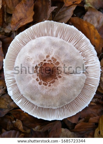 Parasol mushroom different patterns abstract