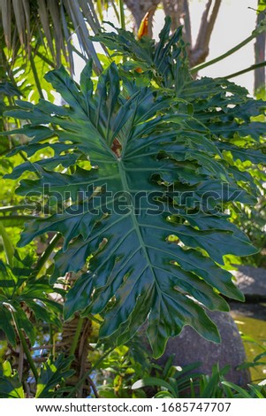 Close up of a philodendron bipinnatifidum plant's leaf. Split leaf tree.