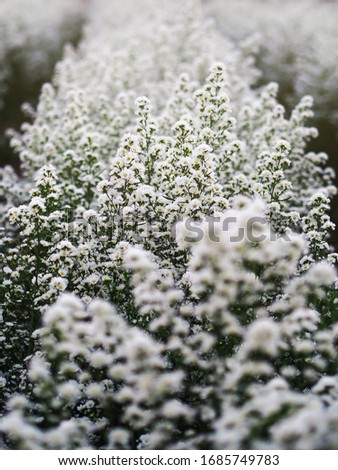 Close up shot of daisy flower on fields