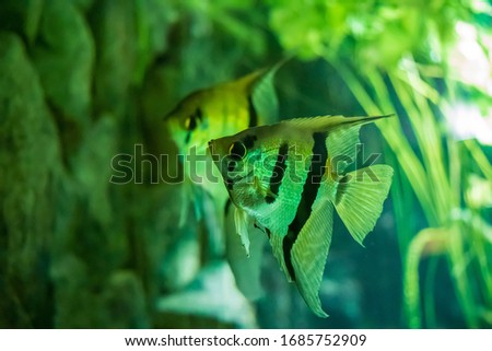 Two cute Altum angelfishes in the aquarium