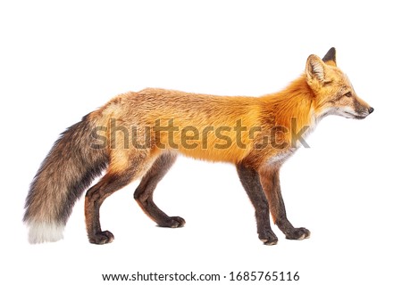 Red fox isolated on white background 