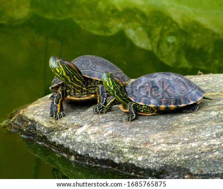 Aquatic turtles resting on a rock out of the water Royalty-Free Stock Photo #1685765875