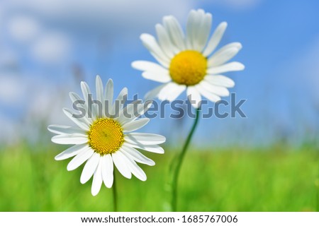 Beautiful camomiles on green field with blue sky and clouds in background