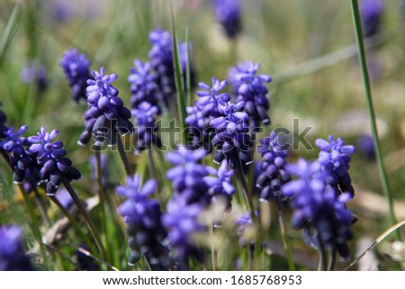Grape hyacinth, Muscari armeniacum, is spring flowering bulb with blue flowers that look like tiny bunches of grapes.