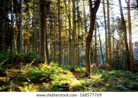 Afternoon light on rural Scottish woods in Solway, Southwest Scotland.