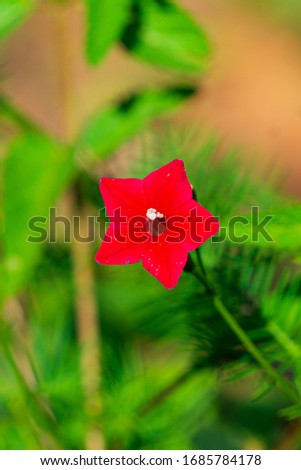 Red Five-Petal Flower in the Morning Light