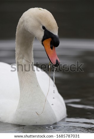 Mute Swan Cygnus olor cleaning feathers