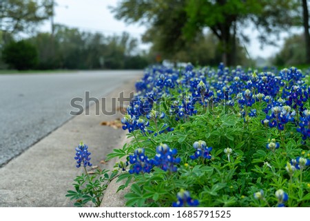 Close Up of a Bunch of Bluebonnets On the Side of the Street