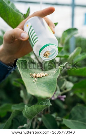 Eggplants growing in a traditional greenhouse in Almería. Integrated pest management technique in the field of crops. Integrated fight, biological and organic food Royalty-Free Stock Photo #1685793343