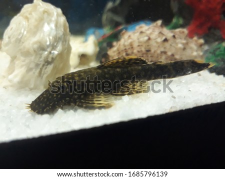 More pictures of live aquarium stingray fish.