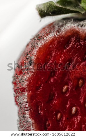 Mucor mucedo common pinmould on Strawberry, mushrooms and spores on surface, Macro closeup of overgrown fungal shrooms on musty mouldy moldy mucoriferous rotten fouly food cross section profile seed Royalty-Free Stock Photo #1685812822
