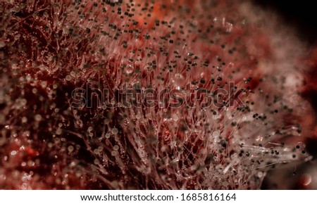 Mucor mucedo coprophilus common pinmould on Strawberry fruit, mushrooms and spores on surface, Macro closeup of overgrown fungal shrooms on musty mouldy moldy mucoriferous rotten fouly food Royalty-Free Stock Photo #1685816164