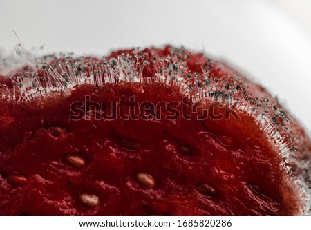 Strawberry covered by Mucor mucedo common pinmould mushrooms and spores on surface, Macro closeup of overgrown fungal shrooms on musty mouldy moldy mucoriferous rotten fouly food cross section profile Royalty-Free Stock Photo #1685820286