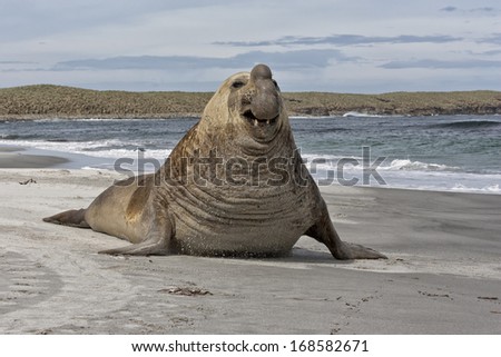 Southern Elephant Seal Royalty-Free Stock Photo #168582671