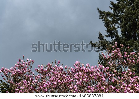Pink magnolia tree in full bloom on a gray stormy day, as a nature background

