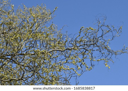 Blooming sunny bright branches on the blue sky background in spring