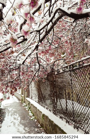 Magnolia tree blooming and snow