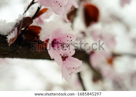 Cherry Blossom Flower And Snow