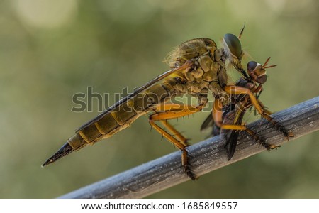 Asilidae robber assassin bot horse fly with big sting spike sucking out and eating its prey and feeding on housefly suffering from profile macro Royalty-Free Stock Photo #1685849557