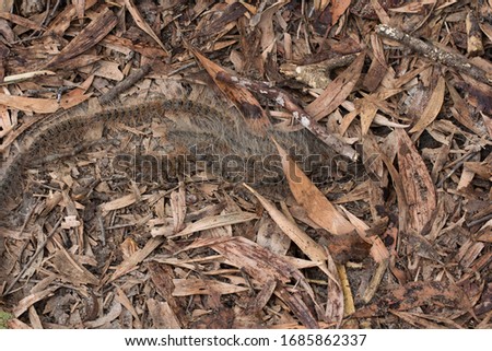 Processionary Caterpillars burying themselves under leaf litter.