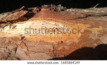 Wood brown nature tree water