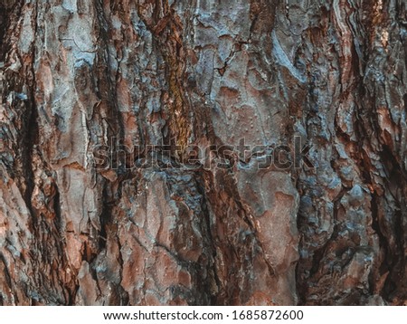 Wood texture brunch tree bark