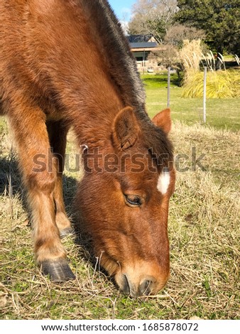 This is a picture of a beautiful wild horse eating grass.
