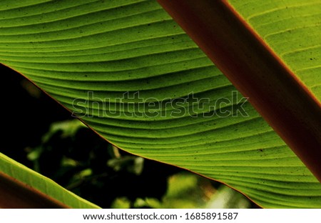 leaf textures and backgrounds in closeup