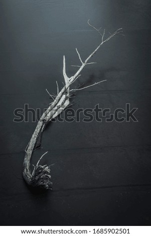Abstract Picture of a branch in a river.