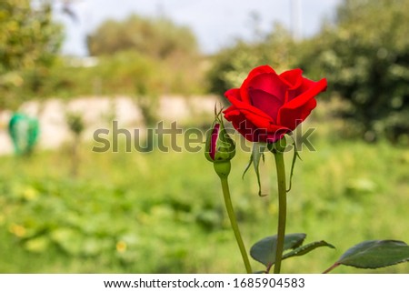 A red rose in its envvironment