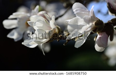 The delicate branches of a magnolia tree with white flowers in spring against a blue sky