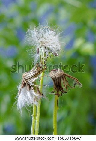 Depleted seed heads of the common dandelion plant.