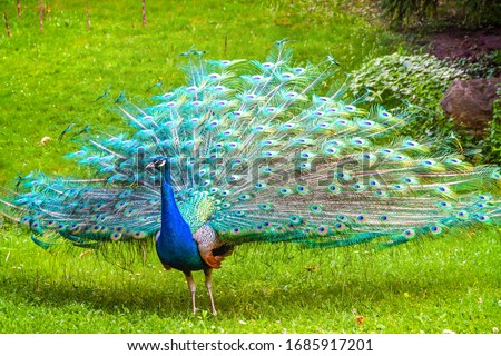 Indian peafowl (Latin: Pavo cristatus) (also known as the common peafowl or blue peafowl), walking on a green meadow Royalty-Free Stock Photo #1685917201
