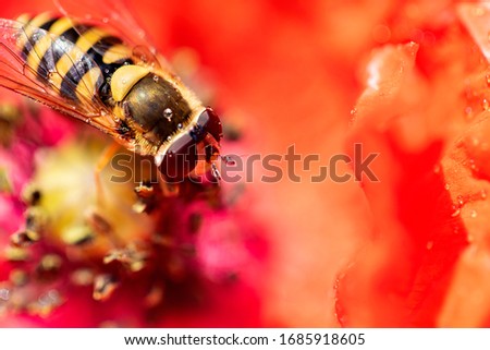 Macro photography of bee on the flower.